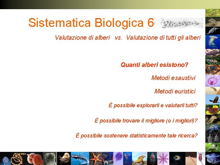 Sistematica Biologica 6 Valutazione di alberi vs. Valutazione di tutti gli alberi Quanti alberi