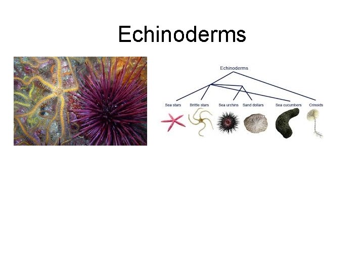 Echinoderms 