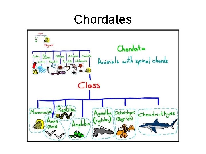 Chordates 