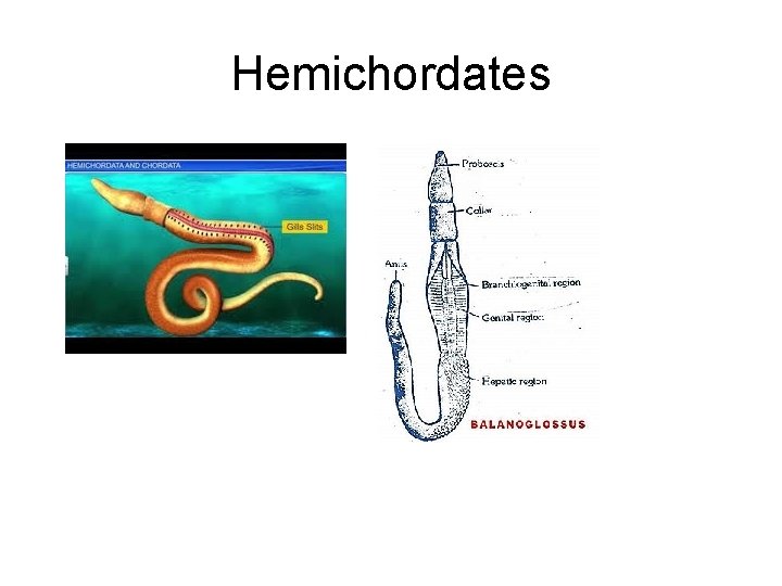 Hemichordates 