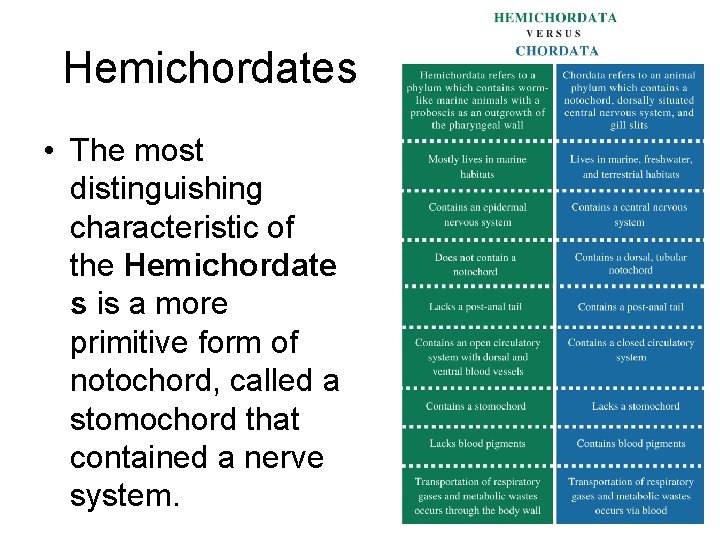 Hemichordates • The most distinguishing characteristic of the Hemichordate s is a more primitive