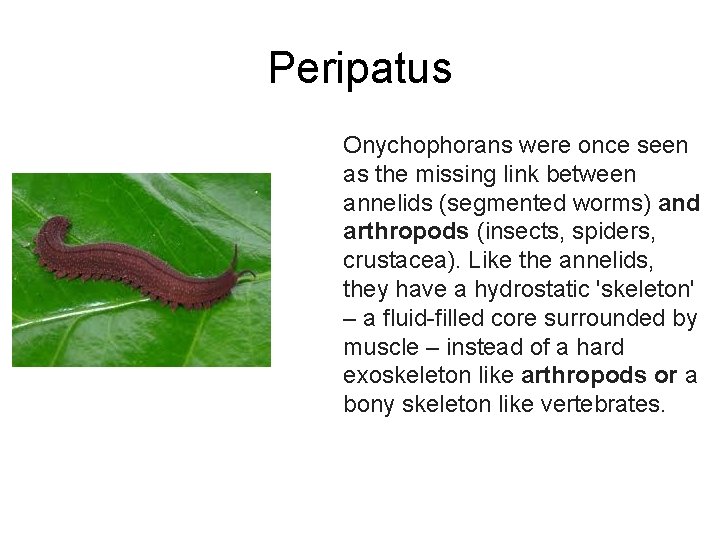 Peripatus Onychophorans were once seen as the missing link between annelids (segmented worms) and