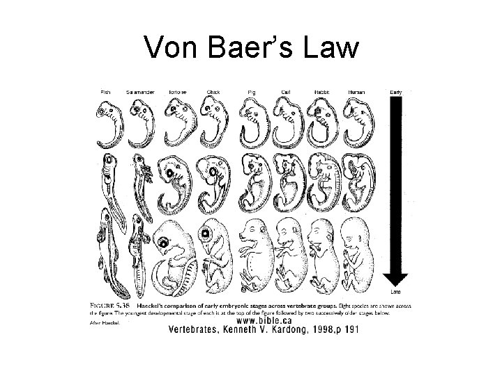 Von Baer’s Law 