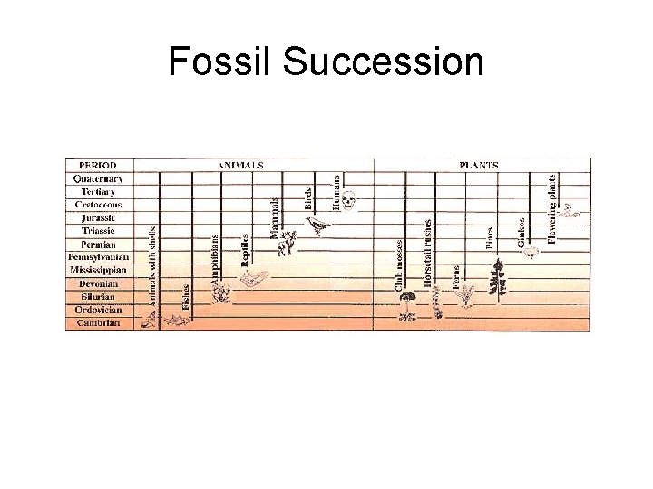 Fossil Succession 