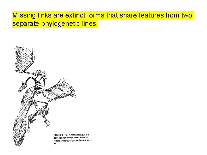 Missing links are extinct forms that share features from two separate phylogenetic lines. 