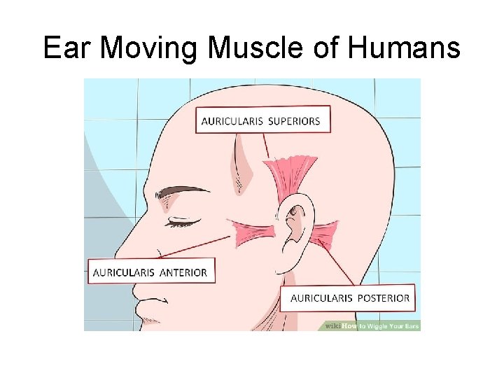 Ear Moving Muscle of Humans 