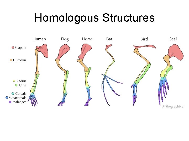 Homologous Structures 