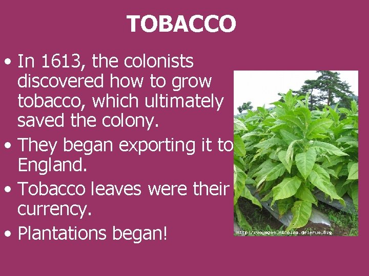 TOBACCO • In 1613, the colonists discovered how to grow tobacco, which ultimately saved