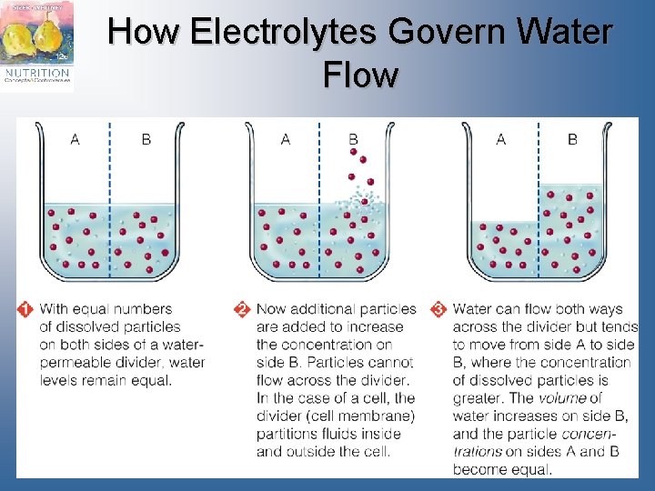 How Electrolytes Govern Water Flow 