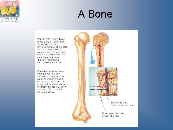 A Bone 