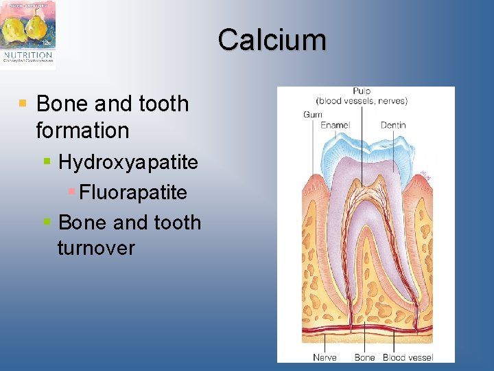 Calcium § Bone and tooth formation § Hydroxyapatite § Fluorapatite § Bone and tooth