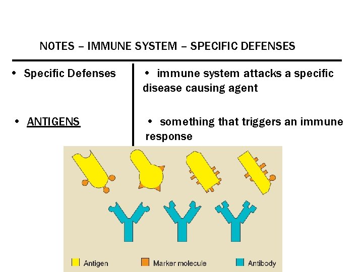 NOTES – IMMUNE SYSTEM – SPECIFIC DEFENSES • Specific Defenses • immune system attacks