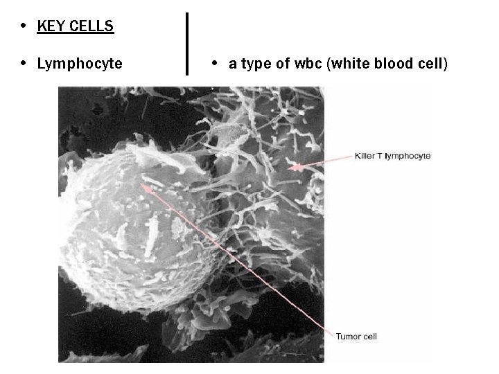  • KEY CELLS • Lymphocyte • a type of wbc (white blood cell)