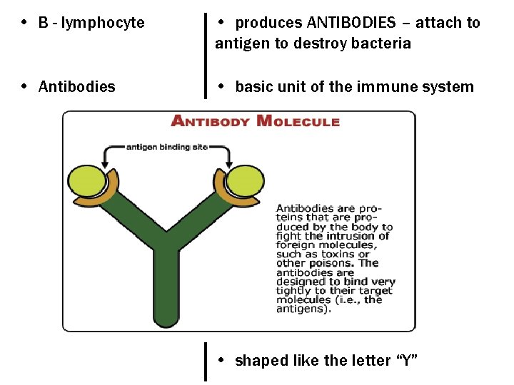  • B - lymphocyte • produces ANTIBODIES – attach to antigen to destroy