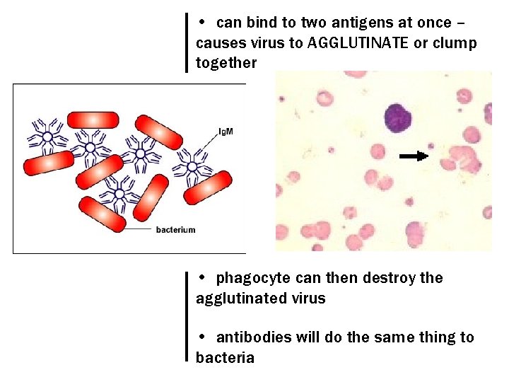  • can bind to two antigens at once – causes virus to AGGLUTINATE