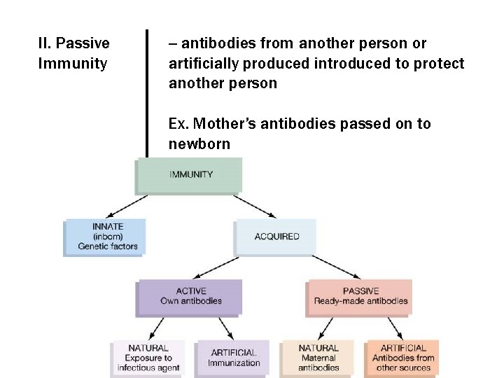 II. Passive Immunity -- antibodies from another person or artificially produced introduced to protect