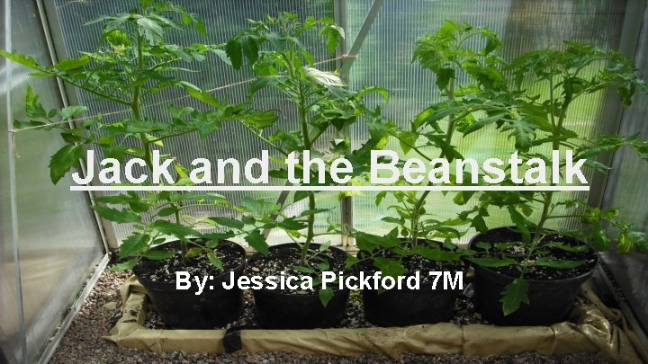 Jack and the Beanstalk By: Jessica Pickford 7 M 