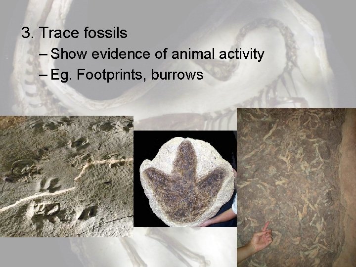 3. Trace fossils – Show evidence of animal activity – Eg. Footprints, burrows 