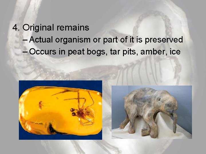 4. Original remains – Actual organism or part of it is preserved – Occurs