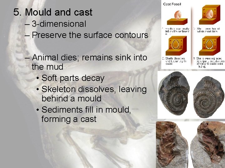 5. Mould and cast – 3 -dimensional – Preserve the surface contours – Animal