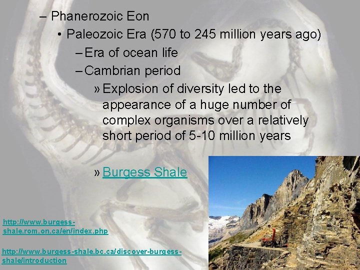 – Phanerozoic Eon • Paleozoic Era (570 to 245 million years ago) – Era