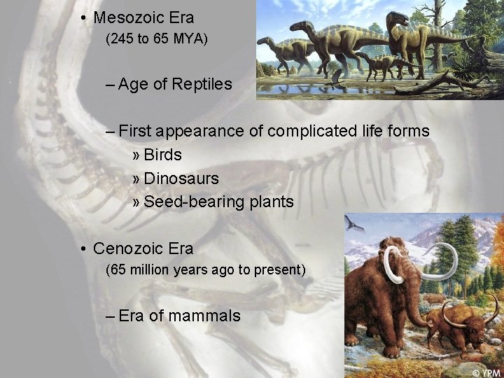  • Mesozoic Era (245 to 65 MYA) – Age of Reptiles – First