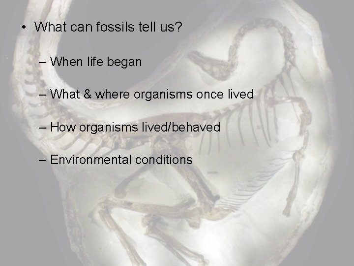  • What can fossils tell us? – When life began – What &