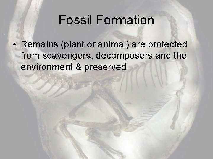 Fossil Formation • Remains (plant or animal) are protected from scavengers, decomposers and the