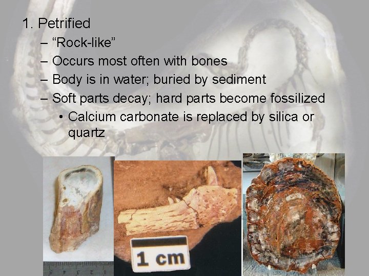 1. Petrified – – “Rock-like” Occurs most often with bones Body is in water;