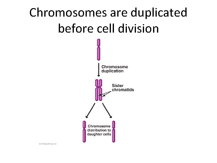 Chromosomes are duplicated before cell division 