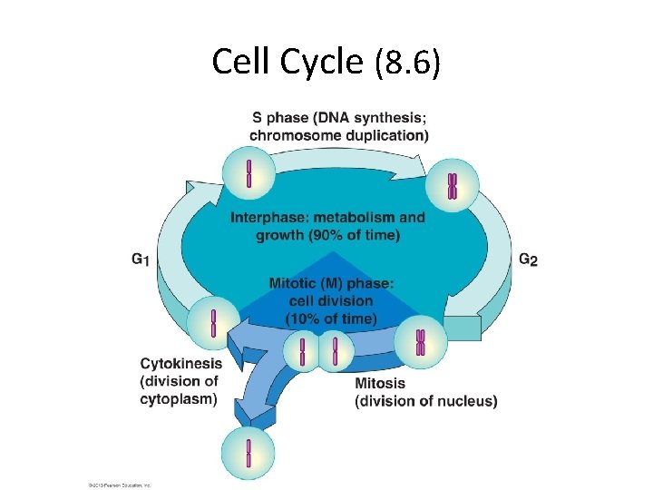 Cell Cycle (8. 6) 