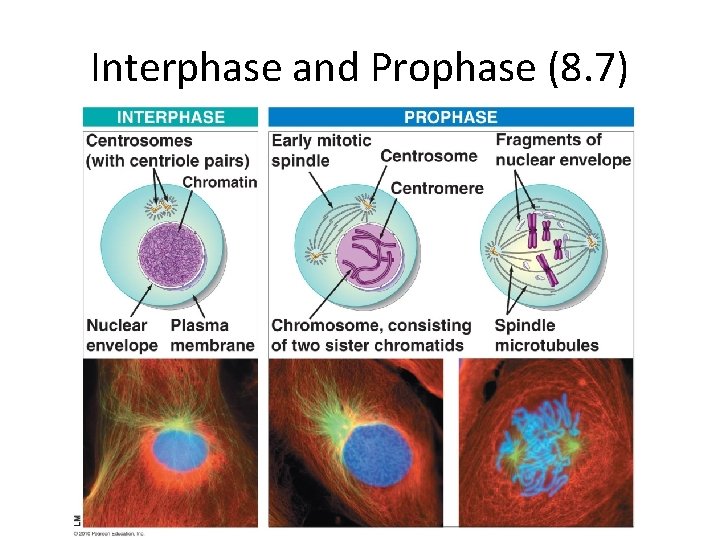 Interphase and Prophase (8. 7) 