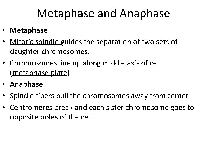 Metaphase and Anaphase • Metaphase • Mitotic spindle guides the separation of two sets