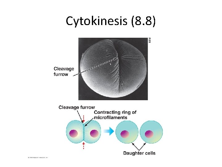 Cytokinesis (8. 8) 