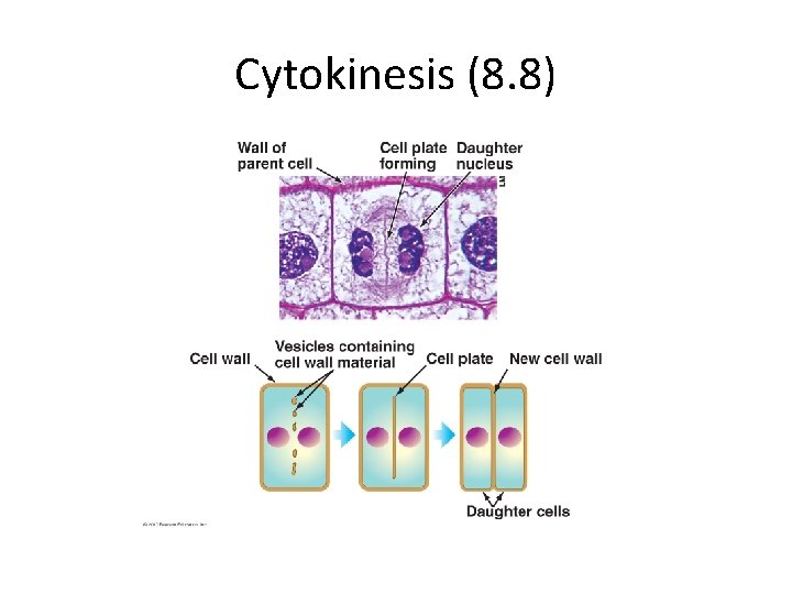 Cytokinesis (8. 8) 