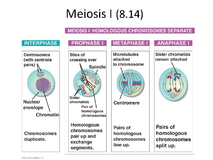 Meiosis I (8. 14) 