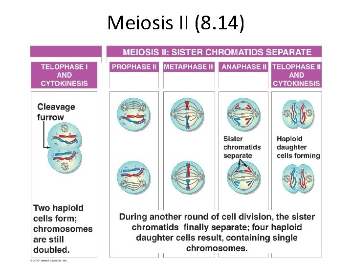 Meiosis II (8. 14) 