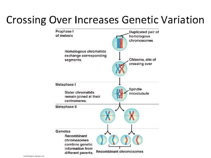 Crossing Over Increases Genetic Variation 