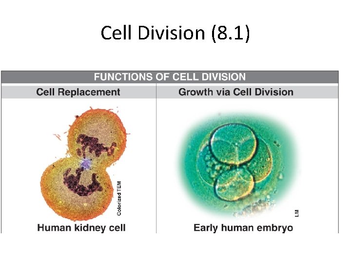 Cell Division (8. 1) 