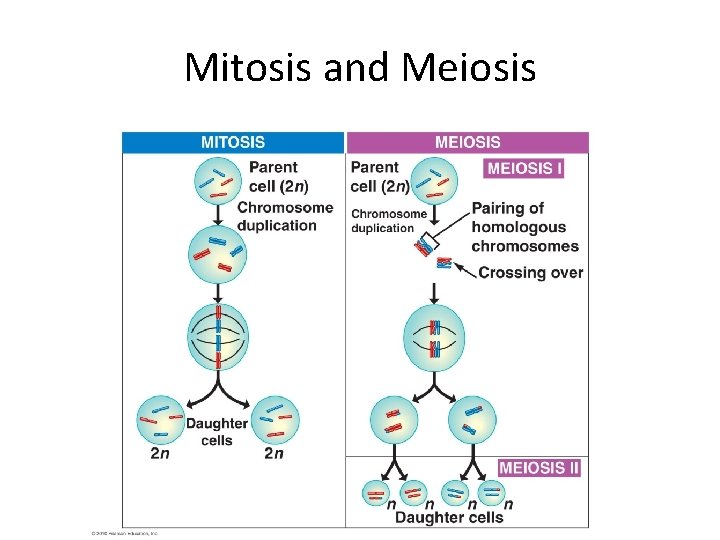 Mitosis and Meiosis 