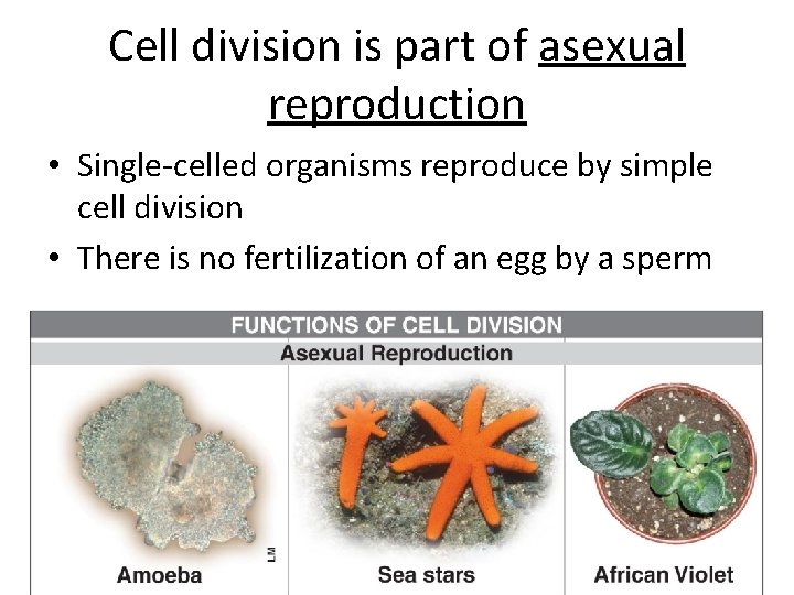 Cell division is part of asexual reproduction • Single-celled organisms reproduce by simple cell