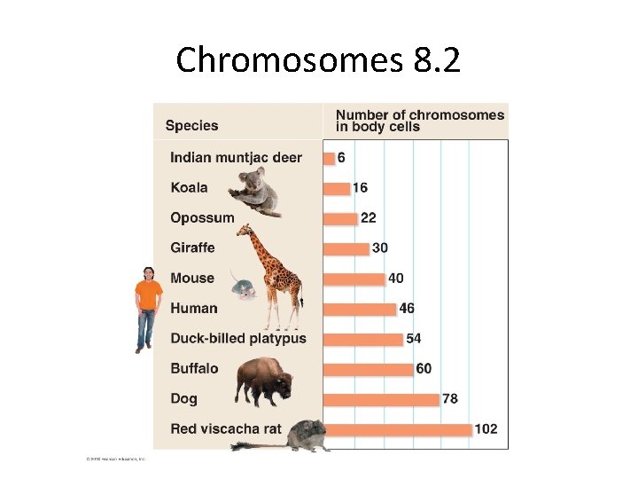 Chromosomes 8. 2 