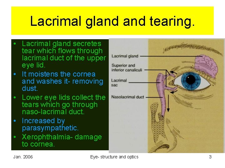 Lacrimal gland tearing. • Lacrimal gland secretes tear which flows through lacrimal duct of Lacrimal gland tearing. • Lacrimal gland secretes tear which flows through lacrimal duct of