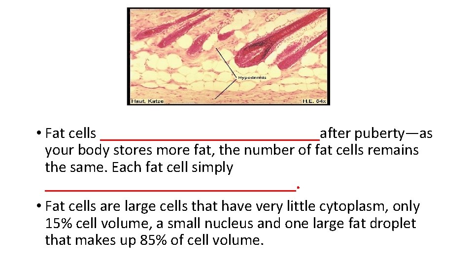  • Fat cells ______________after puberty—as your body stores more fat, the number of