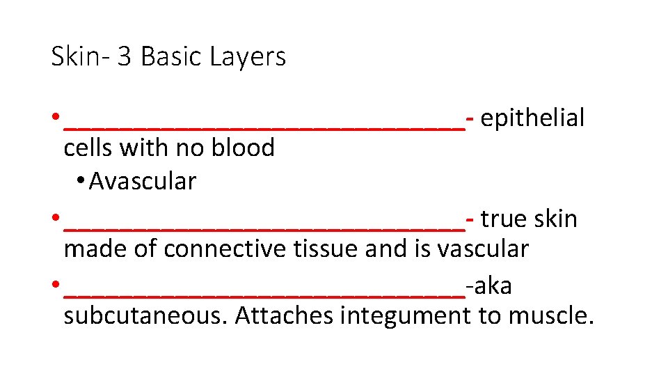 Skin- 3 Basic Layers • _______________- epithelial cells with no blood • Avascular •