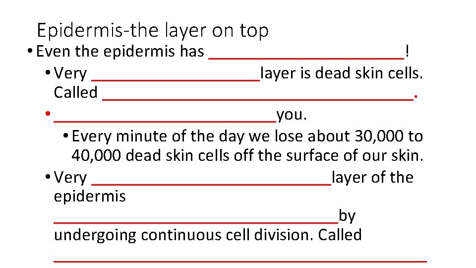 Epidermis-the layer on top • Even the epidermis has ___________! • Very __________layer is