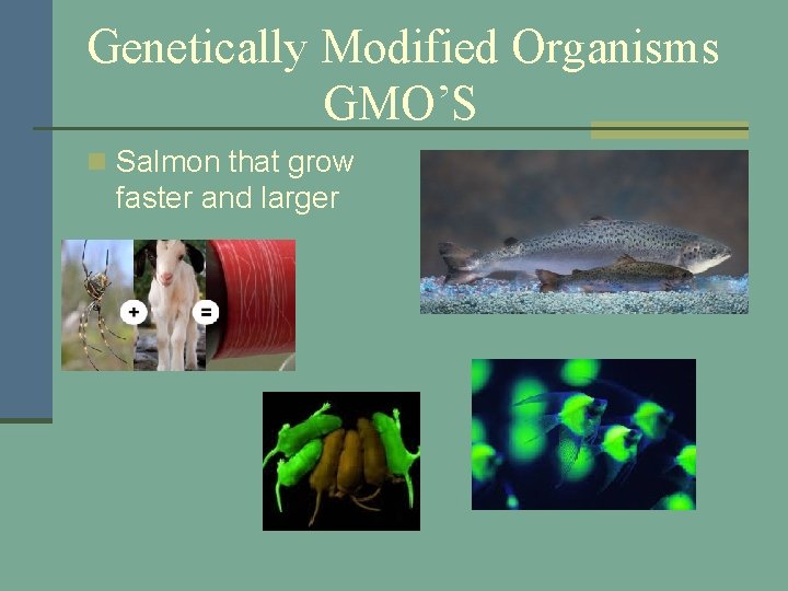 Genetically Modified Organisms GMO’S n Salmon that grow faster and larger 