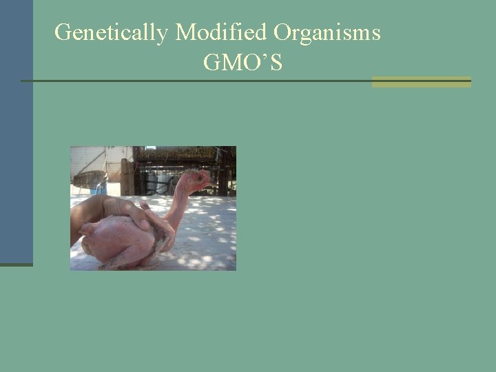 Genetically Modified Organisms GMO’S 