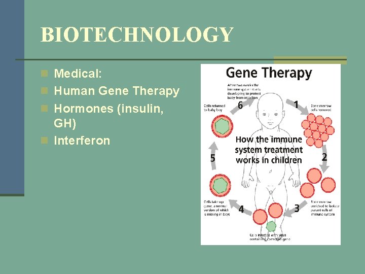 BIOTECHNOLOGY n Medical: n Human Gene Therapy n Hormones (insulin, GH) n Interferon 