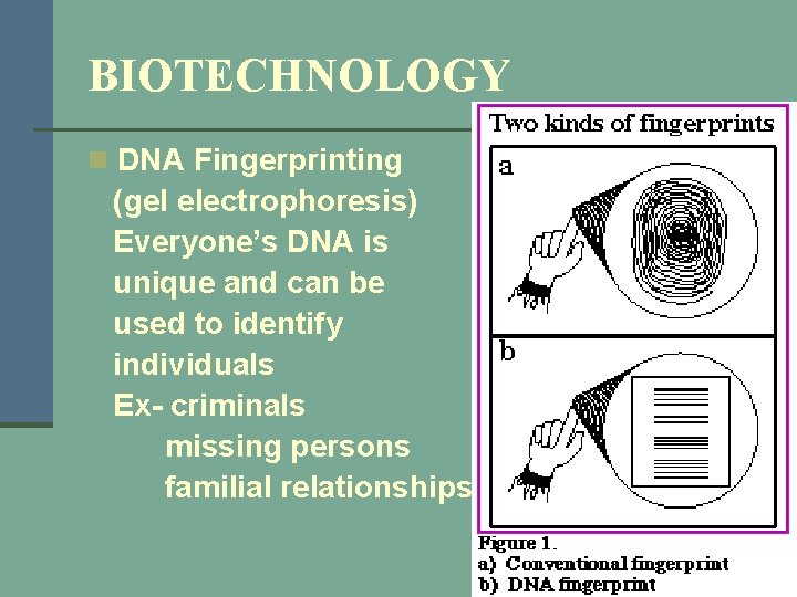 BIOTECHNOLOGY n DNA Fingerprinting (gel electrophoresis) Everyone’s DNA is unique and can be used